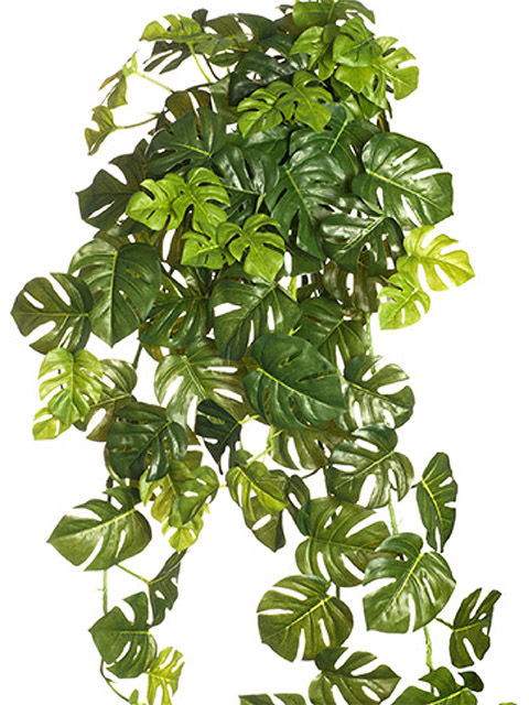 GREENERY, Split Philo Hanging Bush